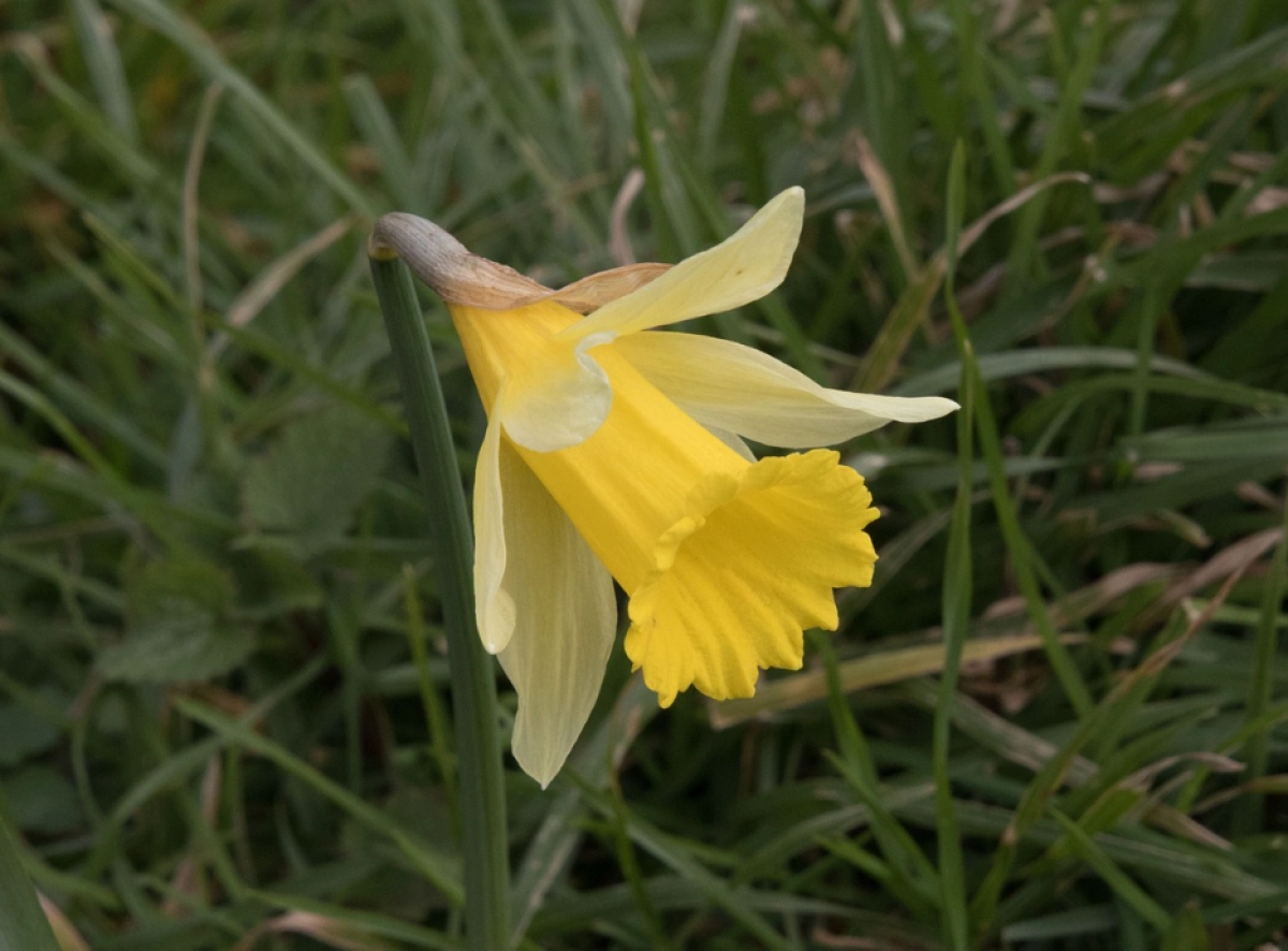 Publieksrondleiding Stinsenplanten (gratis)